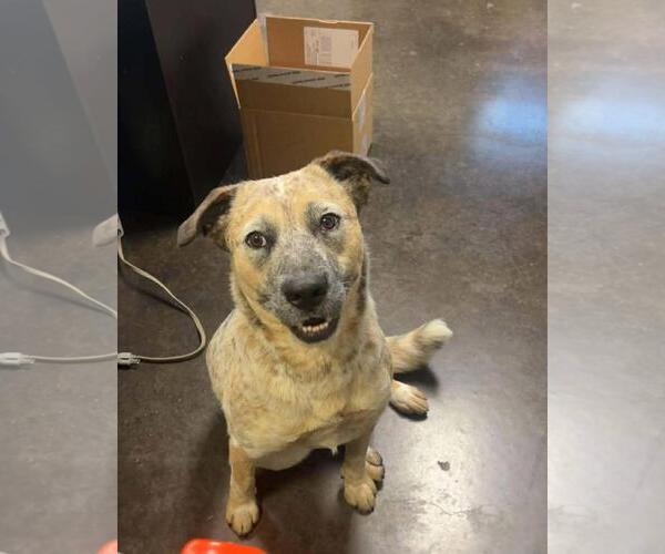 Medium Photo #4 Red Heeler-Unknown Mix Puppy For Sale in Rockwall, TX, USA