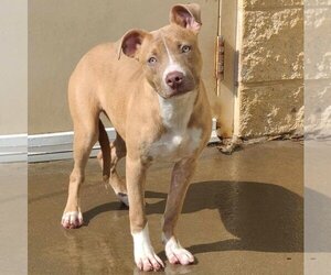 American Pit Bull Terrier-Unknown Mix Dogs for adoption in Rockwall, TX, USA
