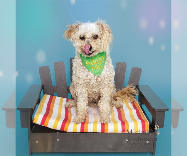 Medium Photo #1 Poodle (Miniature) Puppy For Sale in Corona, CA, USA