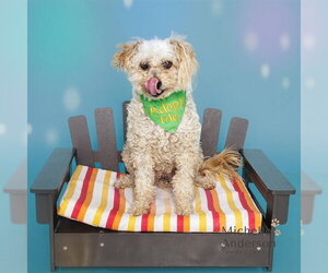Poodle (Miniature) Dogs for adoption in Corona, CA, USA