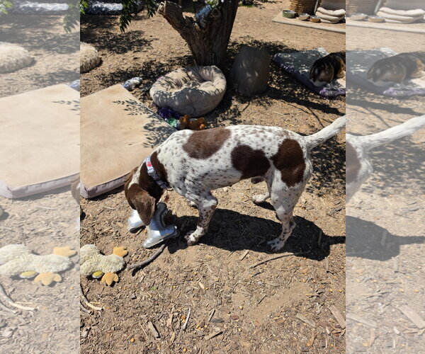 Medium Photo #2 German Shorthaired Pointer Puppy For Sale in Las Vegas, NV, USA