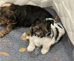Small #7 Yorkshire Terrier
