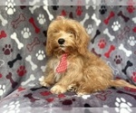Small #5 ShihPoo