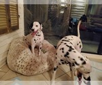 Small Photo #1 Dalmatian Puppy For Sale in SILVER LAKE, NY, USA