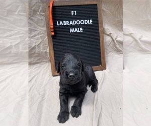 Labradoodle Puppy for sale in BENTON, IL, USA