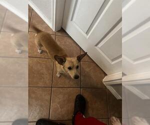 Chihuahua-Unknown Mix Dogs for adoption in San Antonio, TX, USA
