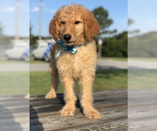 Medium Photo #5 Goldendoodle Puppy For Sale in KISSIMMEE, FL, USA