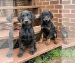Small Photo #1 Doberman Pinscher Puppy For Sale in AUSTINVILLE, VA, USA