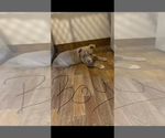 Puppy Max American Bully