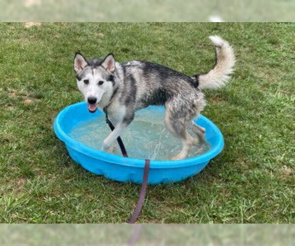Medium Photo #2 - Mix Puppy For Sale in Derwood, MD, USA