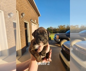 Boxer Puppy for sale in COXS CREEK, KY, USA