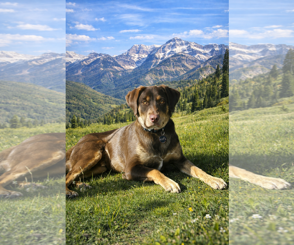 Medium Photo #1 Border-Aussie Puppy For Sale in MIDWAY, UT, USA