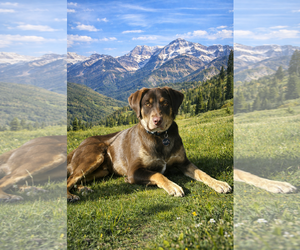 Border-Aussie Dogs for adoption in MIDWAY, UT, USA