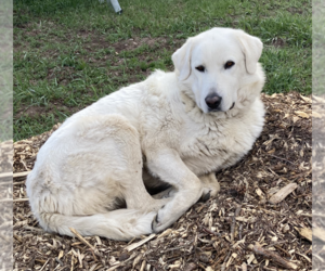 Akbash-Unknown Mix Dogs for adoption in Winter Park, CO, USA