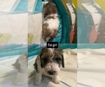 Small #2 Poodle (Standard)