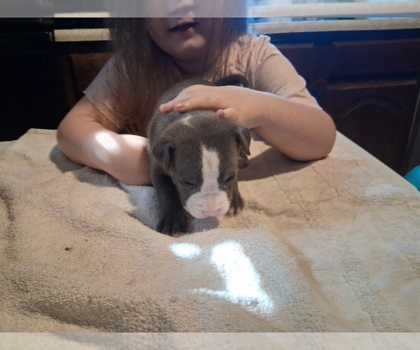 Medium Photo #21 American Pit Bull Terrier Puppy For Sale in DANNEBROG, NE, USA