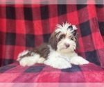 Small #2 ShihPoo