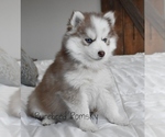 Small #5 Pomsky