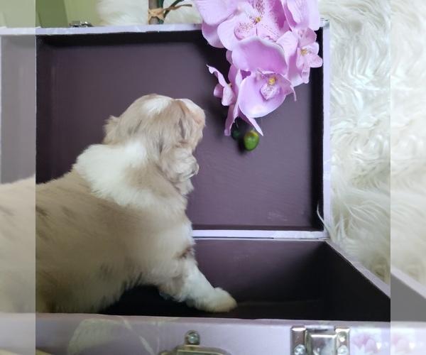 Medium Photo #15 Australian Shepherd Puppy For Sale in PROVIDENCE FORGE, VA, USA