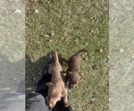 Small Photo #4 Labrador Retriever Puppy For Sale in STURGIS, MI, USA