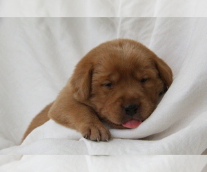 Labrador Retriever Puppy for sale in HYDE PARK, VT, USA
