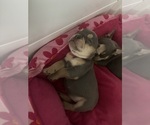Small #3 French Bulldog