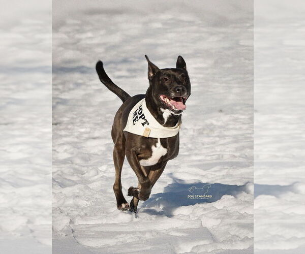 Medium Photo #24 American Pit Bull Terrier-Labrador Retriever Mix Puppy For Sale in Boston, MA, USA