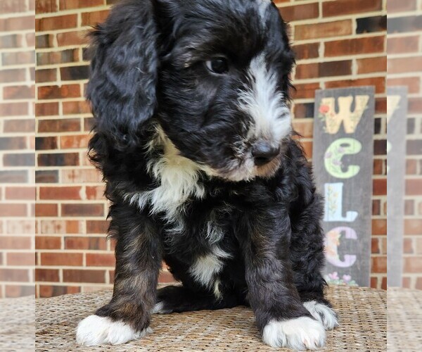 Medium Photo #4 F2 Aussiedoodle Puppy For Sale in COLUMBIA, TN, USA