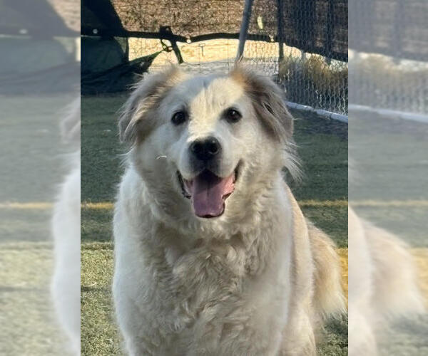 Medium Photo #14 Great Pyrenees-Unknown Mix Puppy For Sale in San Diego, CA, USA