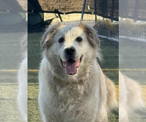 Auggie - Male Great Pyrenees-Unknown Mix Dog for Adoption - Photo #14