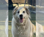 Small #13 Great Pyrenees Mix