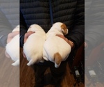 Small Photo #4 Jack Russell Terrier Puppy For Sale in AMMON, ID, USA