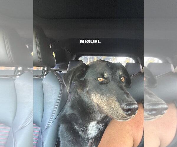 Medium Photo #5 Labrador Retriever-Unknown Mix Puppy For Sale in Woodland Hills, CA, USA