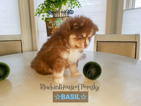 Medium Photo #20 Pomsky Puppy For Sale in ANDOVER, MN, USA