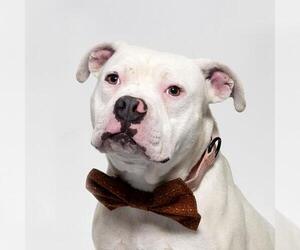 American Pit Bull Terrier Dogs for adoption in Santa Maria, CA, USA