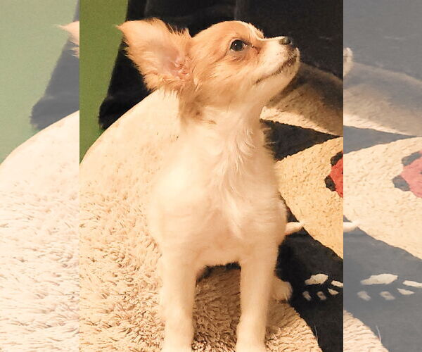 Medium Photo #2 Chilier Puppy For Sale in Sequim, WA, USA