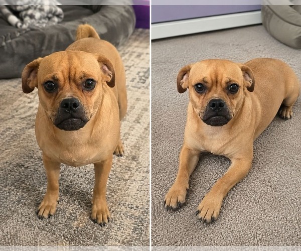 Medium Photo #1 Pug-Unknown Mix Puppy For Sale in Minneapolis, MN, USA