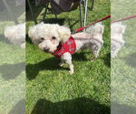 Small #6 Poochon