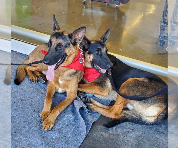 Medium Photo #10 German Shepherd Dog-Unknown Mix Puppy For Sale in Lake Forest, CA, USA