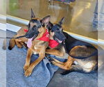 Small #9 German Shepherd Dog Mix