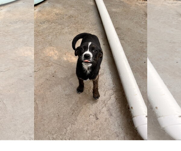Medium Photo #1 Mutt Puppy For Sale in Tracy City, TN, USA