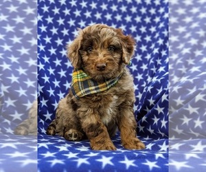 Aussiedoodle Miniature Puppy for sale in CHRISTIANA, PA, USA