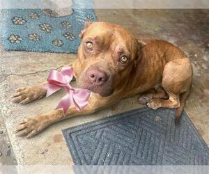 American Pit Bull Terrier Dogs for adoption in Houston, TX, USA