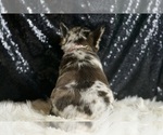 Small Photo #93 French Bulldog Puppy For Sale in WARSAW, IN, USA