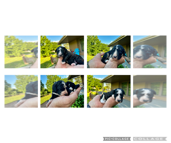 Medium Photo #1 Bernedoodle Puppy For Sale in HOLT, MO, USA