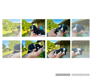 Bernedoodle Puppy for sale in HOLT, MO, USA