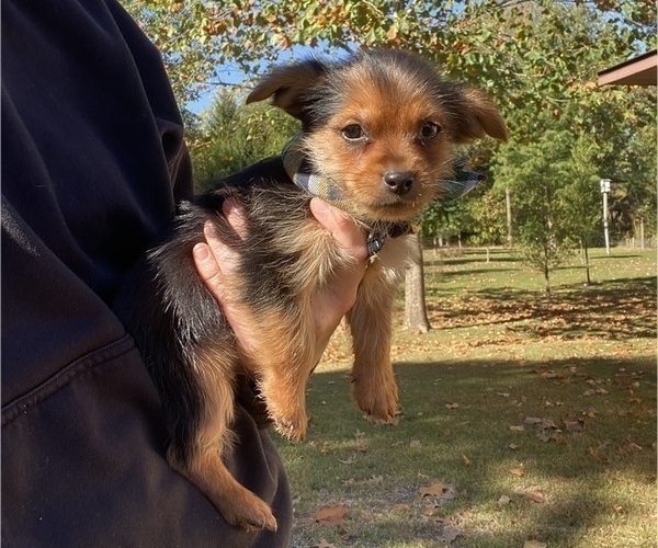Medium Photo #3 Morkie Puppy For Sale in RICHMOND, MI, USA