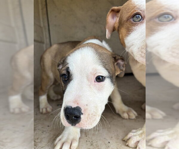 Medium Photo #1 Mutt Puppy For Sale in Oklahoma City, OK, USA