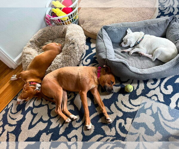 Medium Photo #10 Boxer-Unknown Mix Puppy For Sale in Germantown, OH, USA