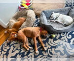 Small #9 Boxer Mix